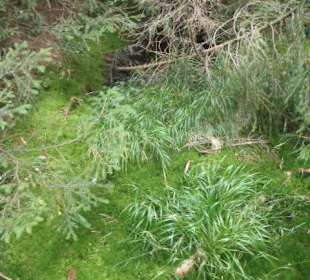 Kladská - rašeliniště