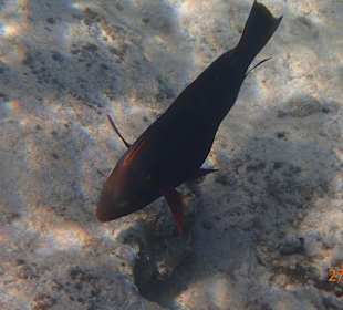 Ein neugieriger Fisch