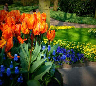 Tulpen und vieles mehr