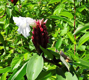 Rundgang durch den Botanischen Garten der Domaine