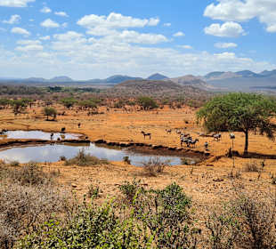 Morgens am Wasserloch