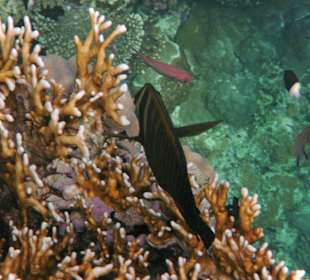 Fische vor dem Hausriff Hotel Tulip Resort