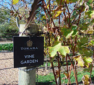 Weingut Tokara in Stellenbosch