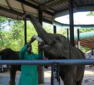 Elefantenaufzuchtstation