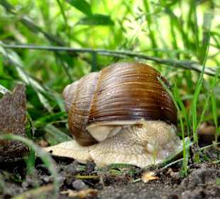Weinbergschnecke am Huntepadd