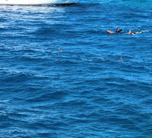 Snurkowanie z delfinkami