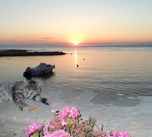 Ein Kater auf der Mauer auf der Lauer