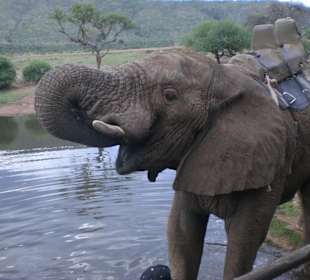 Elefanten Camp