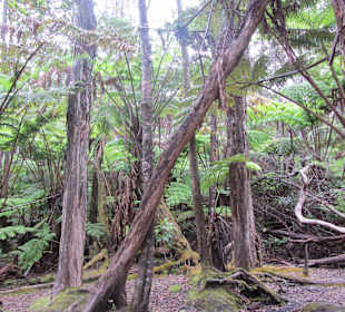 Weg hinter Lavaröhre
