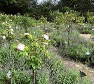 Rosengarten auf der Roseninsel