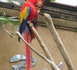 Bali Bird Park & Rimba Reptil