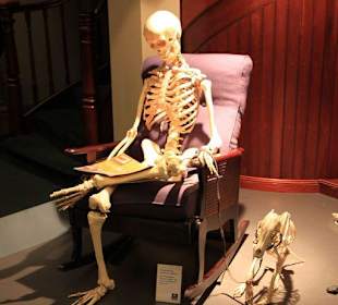 Skelette mal aus einer anderen Perspektive