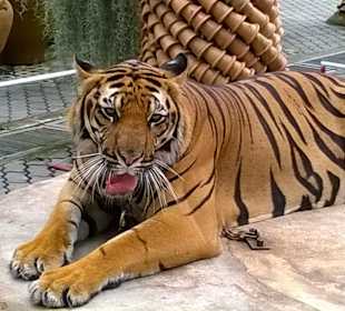Park Nong Nooch Village and Tropical Garden