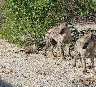 Etosha Nationalpark