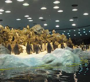 Oceanarium w Puerto de la Cruz