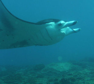 Manta