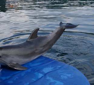 Najwspanialsze ssaki na świecie