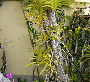 In Pregetter's Orchideengarten