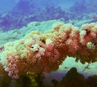 Schnorcheln Sahl Hasheesh