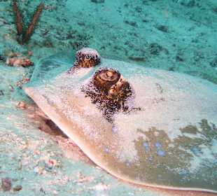 Schnorcheln Raja Ampat