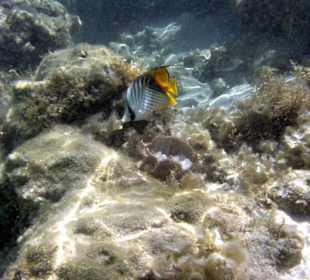 Pesci nella piscina naturale (Hotel Akassia Swiss Resort)