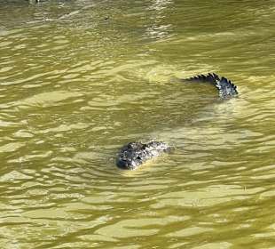 Kroko im Naturschutzgebiet