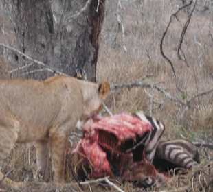 Ein Löwen bei seiner Mahlzeit