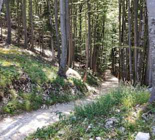 Durch den Wald
