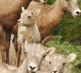 Route Vancouver Jasper Banff