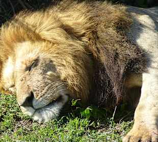 Nicht stören, sonst werde ich böse