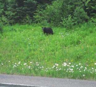 Der erste und einzige Schwarzbär