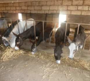 Stall der Esel