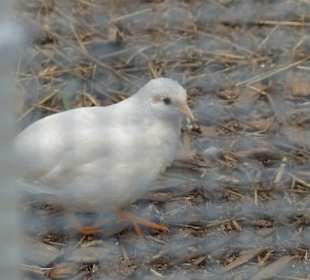 Vogelvoliere Ipthausen