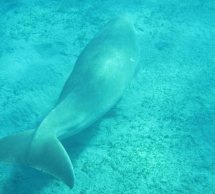 Schnorcheln Marsa Alam