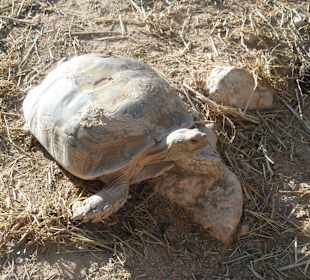 Im Krokodilpark - Schildkröte -