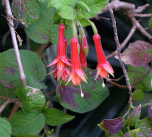 In Pregetter's Orchideengarten