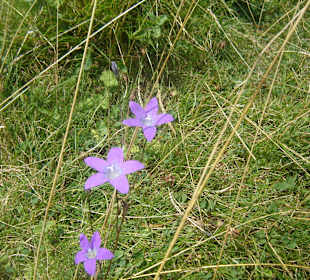 Parcul Natural Apuseni