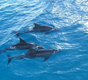Delphine begleiten unser Boot
