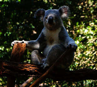 Pozujący koala