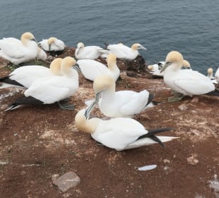 Auf der Insel Helgoland