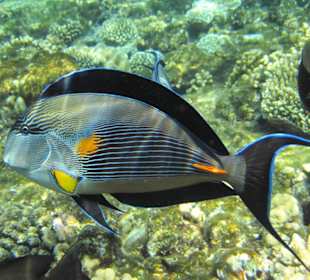 Fisch am Hotelstrand