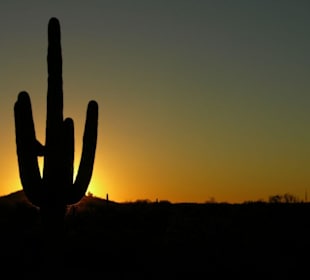 Saguaro NP West