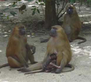 Pawiany w parku Makasutu