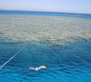 SimSim-Delphin-Schnorchelausflug