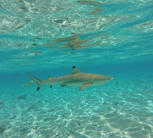 Schwarzspitzen-Riffhaie