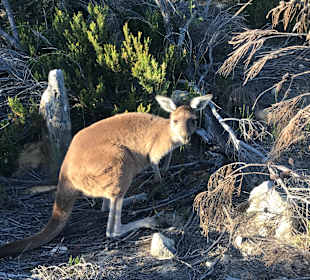 Nambung (Pinnacles) National Park