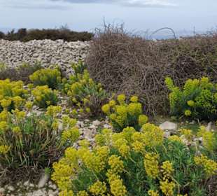 Karstige Landschaft mit Streuchern