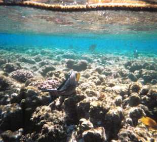 Unterwasser, Riff linke Seite