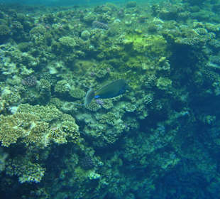 Blauklingen Doktornasenfisch