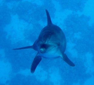 Delfine erleben mit Yasser